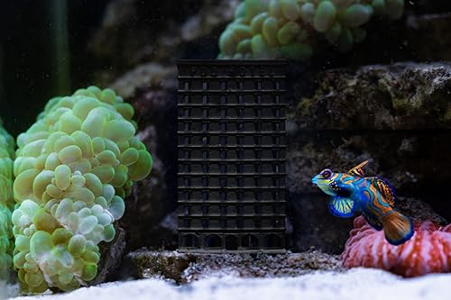 SubstrateSource Pod Hotel – 3D-gedruckte Copepod Isopod Amphipoden Züchter Box Fabrik für Salzwasser Riffbecken oder Refugium, Isopod – 2 x 2 x 3,6, Schwarz SubstrateSource Pod Hotel – 3D-gedruckte Copepod Isopod Amphipoden Züchter Box Fabrik für Salzwasser Riffbecken oder Refugium, Isopod – 2 x 2 x 3,6, Schwarz von SubstrateSource