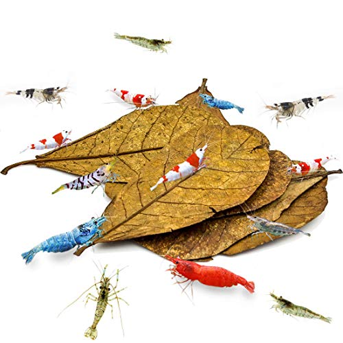 SunGrow 10 St Indischen Seemandelbaumblätter Aquarium, Mandelgarnelenblätter 10-18cm (Mittleres Katappa), Garnelenfutter Zubehör, Bieten Schutz & Nahrung, Zusätzliche Quelle der Nahrung von SunGrow