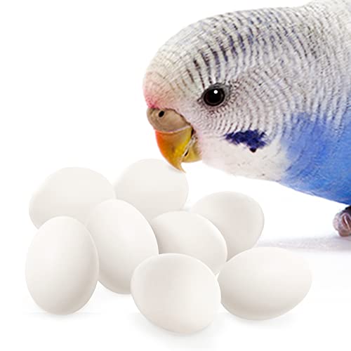 SunGrow Sittich-Eier, nützlich bei der Lege und Zucht von Vögeln, weißer Kunststoff, 18 mm x 12 mm, geeignet für Lorikäter- und Ringhals-Tauben, Nymphensittiche, grüne Wange, 8 Stück pro Packung von SunGrow