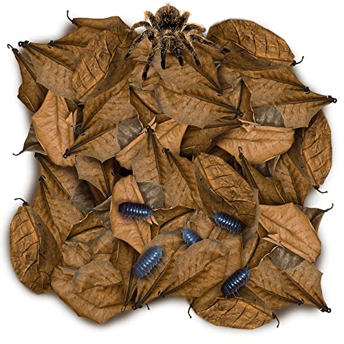 SunGrow Spider & Isopod Mini Catappa, getrocknete indische Mandelblätter, für Vivarium, Terrarium & Aquarium, Braun, 50 Stück von SunGrow