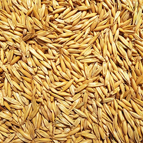 Supravit Hafer ganz 2,5kg | Frischer gelber Futterhafer I rein natürlich & ungeschält für Pferd und Pony | energiereich & leicht verdaulich I Staubfrei & Riecht gut von Supravit
