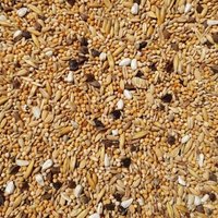 Supravit Agaporniden & Neophemafutter I abwechslungsreiche Mischung aus gesunden Körnern & Saaten I für die tägliche Fütterung von Sittichen & Papageien… Supravit Agaporniden & Neophemafutter I abwechslungsreiche Mischung aus gesunden Körnern & Saaten I für die tägliche Fütterung von Sittichen & Papageien… von Supravit