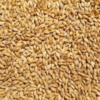 Supravit Braugerste - Ergänzungsfutter für Hühner und Tauben - energiereiches Zusatzfutter liefert wertvolle Kohlenhydrate - leicht verdaulich und gut verträglich 2,5 kg Supravit Braugerste - Ergänzungsfutter für Hühner und Tauben - energiereiches Zusatzfutter liefert wertvolle Kohlenhydrate - leicht verdaulich und gut verträglich 2,5 kg von Supravit