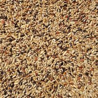 Supravit Kanarienfutter ohne Rübsen | Vogelfutter für Kanarienvögel Aller Arten | Für Waterslager, Harzkanarien und mehr | Ganzjahres-Futter für Kanarien Vögel Supravit Kanarienfutter ohne Rübsen | Vogelfutter für Kanarienvögel Aller Arten | Für Waterslager, Harzkanarien und mehr | Ganzjahres-Futter für Kanarien Vögel von Supravit
