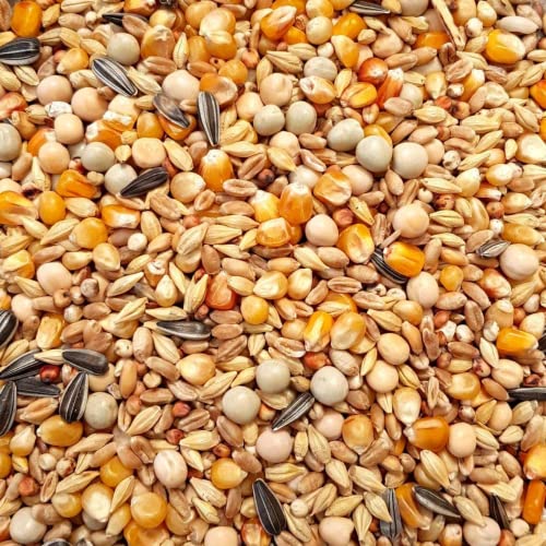 Supravit Taubenfutter 5kg Basis | nahrhaftes Allroundfutter für Tauben | Klassische Futter Körnermischung für das ganze Jahr I Tauben Vogelfutter… von Supravit