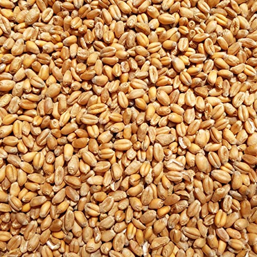 SUPRAVIT Weizen Futterweizen - 2,5kg aus regionaler Landwirtschaft - Ideales Einzelfuttermittel für Tauben, Vögel, Nager & Geflügel von SUPRAVIT