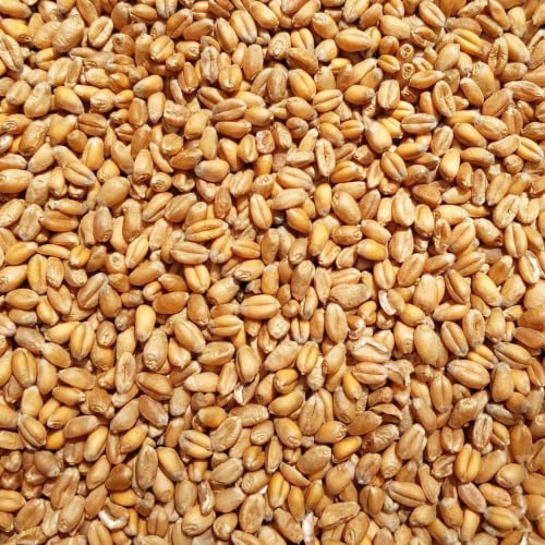 SUPRAVIT Weizen Futterweizen - 25kg aus regionaler Landwirtschaft - Ideales Einzelfuttermittel für Tauben, Vögel, Nager & Geflügel von SUPRAVIT