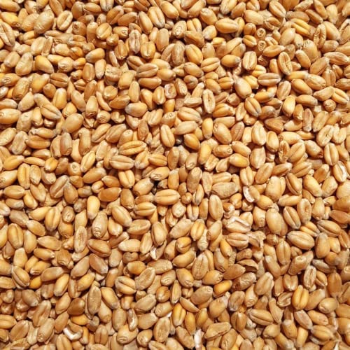 Supravit Weizen Futterweizen - 25kg aus regionaler Landwirtschaft - Ideales Einzelfuttermittel für Tauben, Vögel, Nager & Geflügel von Supravit