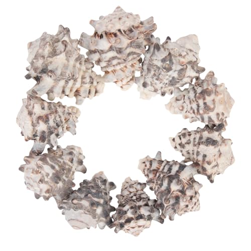 Supvox 10Stücke Einsiedlerkrabbenschalen Natürliche Meeresmuschel Für Aquarien Für Krabbenschmuck Und Aquariendekoration Supvox 10Stücke Einsiedlerkrabbenschalen Natürliche Meeresmuschel Für Aquarien Für Krabbenschmuck Und Aquariendekoration von Supvox