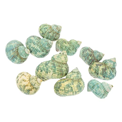 Supvox 10stücke Teiliges Natürliche Aquarienmuscheln Für Dekoration Conch Deko Für Hermit Crabs Robuste Aquarium Accessoires Für Pflanzen Und Terrarien Supvox 10stücke Teiliges Natürliche Aquarienmuscheln Für Dekoration Conch Deko Für Hermit Crabs Robuste Aquarium Accessoires Für Pflanzen Und Terrarien von Supvox