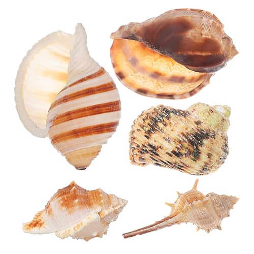 Supvox Vielseitiges Aquarium – 5 Dekorative Muscheln Natürliche Muschelschalen-aquariumdekorationen Für Das -Thema von Supvox