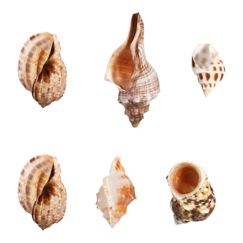 Supvox 6 Stück natürliche Muscheln, kleine Muscheln, unter dem Meer, Dekoration für Fischtanks, Küstenparty-Dekorationen, Hochzeit, DIY-Bastelbedarf von Supvox