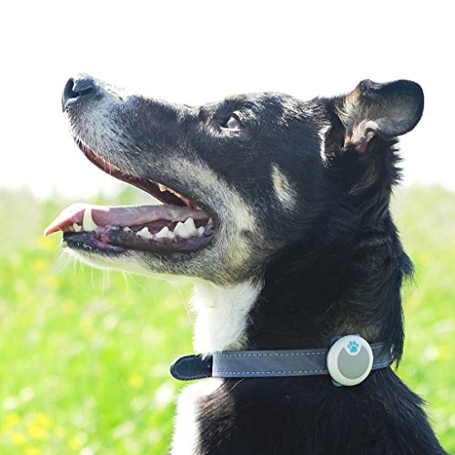 Sure Petcare Animo Aktivitäts- und Verhaltenstracker, kostenloses Abonnement, leicht und wasserdicht, überwacht Aktivität, Schlafqualität, Bellen, Kratzen und Schütteln von Haustieren von SureFlap