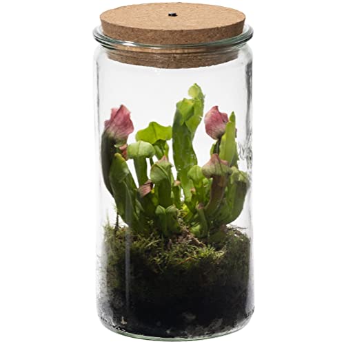 vdvelde.com - Trompetbekerplant Weck Glas - Fleischfressende Pflanze - Ø 11 cm ↥ 21 cm - Mit Licht von Swampworld