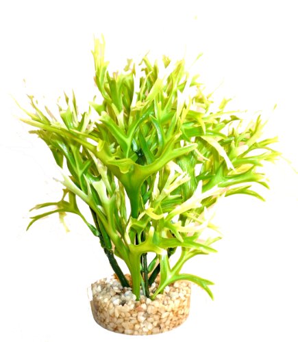 Sydeco Aquariumpflanze Aqua Fern Plant, grün, Höhe 19 cm von Sydeco