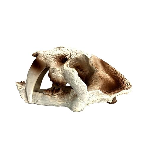 TAKOXIA Künstliche Höhle Versteck Aquarium-Dekorationen für Aquarium, Terrarium, Garnelen, Dinosaurier-Ornament von TAKOXIA