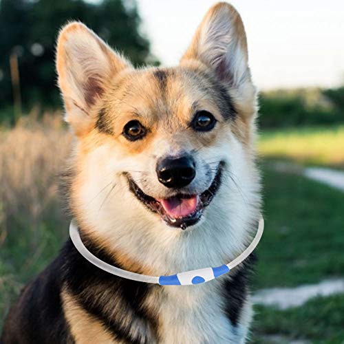 LED Hundekragen Wiederaufladbar, LED Luminous Lighting Kragen mit USB -Ladekabel -Hundelichter für Nacht Laufen Im Dunklen Hundekragen für Große Mittel Kleine Hunde, Blau (M) von TARSHYRY