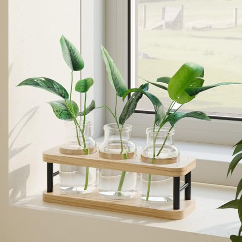 THYGIFTREE Pflanzen-Anzuchtstationen mit Holzständer, Tischpflanzenterrarium für Hydrokultur, Glas-Pflanzgefäß, Vase, Zuhause, Küche, Büro, Dekoration, 3 Gläser THYGIFTREE Pflanzen-Anzuchtstationen mit Holzständer, Tischpflanzenterrarium für Hydrokultur, Glas-Pflanzgefäß, Vase, Zuhause, Küche, Büro, Dekoration, 3 Gläser von THYGIFTREE