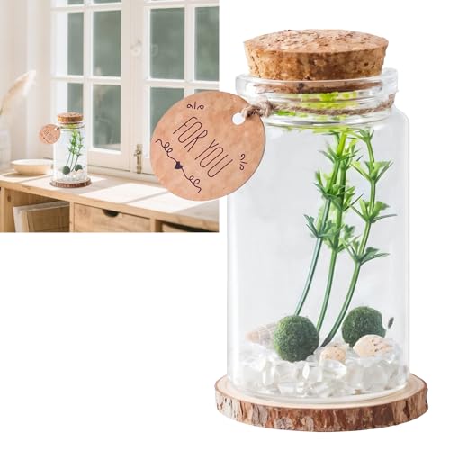 Mooskugeln, zylindrisches Glas-Terrarium-Set mit 2 kleinen Mooskugeln, weißer Glückskristall, künstliche Pflanze für Tischdekoration Mooskugeln, zylindrisches Glas-Terrarium-Set mit 2 kleinen Mooskugeln, weißer Glückskristall, künstliche Pflanze für Tischdekoration von TIMESS