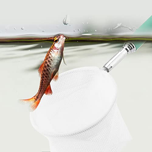 TMISHION Kescher Zum Garnelenfischen, 20–56,5 cm, Ausziehbares Teleskop-Fisch-Garnelen-Kescher für Aquarium-Teich (quadratischer Mund) von TMISHION