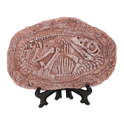 TOBBOMEY Lehrmittel Für Paläontologische Trilobiten, Dinosaurier Exemplar, Stein Dinosaurier Exemplar Zur Sammlungsdekoration, Dinosaurier Exemplar Ornamente, Paläontologisches Exemplar, von TOBBOMEY