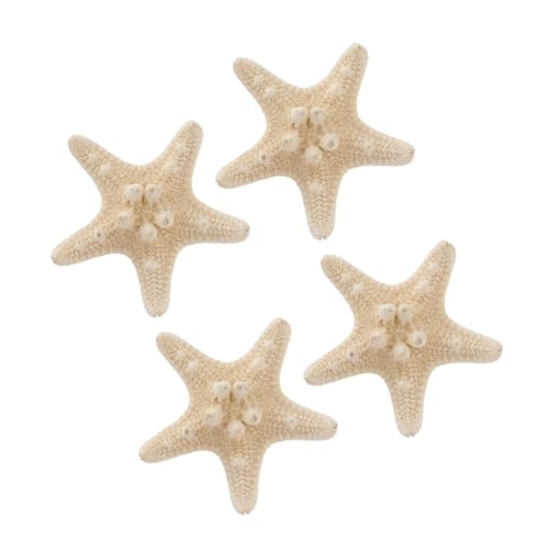 TOGEVAL 4 Stück Echte Natürliche Finger seesterne für DIY Basteln und Strand Deko Langlebige Küsten Wohnaccessoires aus Echten Meeresmuscheln Geschenk für Zuhause und Büro von TOGEVAL