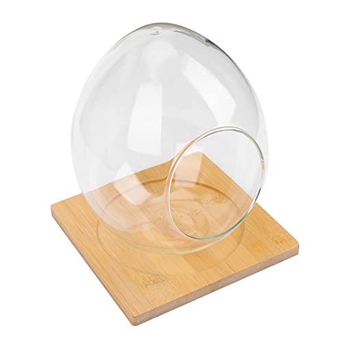 TOGEVAL Großes Mikrolandschafts Terrarium mit Stabilem Sockel Dekorative Desktop Ornament Pflanzenvase für DIY Moos und Sukkulenten Transparentes Langlebiges Ei Glasgefäß für und Büro TOGEVAL Großes Mikrolandschafts Terrarium mit Stabilem Sockel Dekorative Desktop Ornament Pflanzenvase für DIY Moos und Sukkulenten Transparentes Langlebiges Ei Glasgefäß für und Büro von TOGEVAL