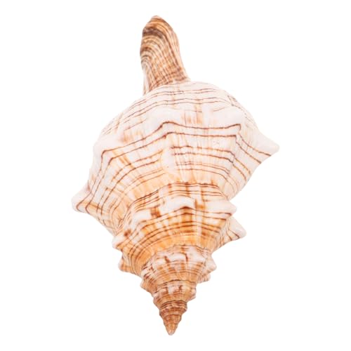 TOGEVAL Natürliche Meeresschnecke Muschel Fadebeständig Vielseitig als Vase Füller Aquarium Deko und Strandparty Ornament für Kleine Kakteenpflanzen und Küsten Wohnambiente TOGEVAL Natürliche Meeresschnecke Muschel Fadebeständig Vielseitig als Vase Füller Aquarium Deko und Strandparty Ornament für Kleine Kakteenpflanzen und Küsten Wohnambiente von TOGEVAL