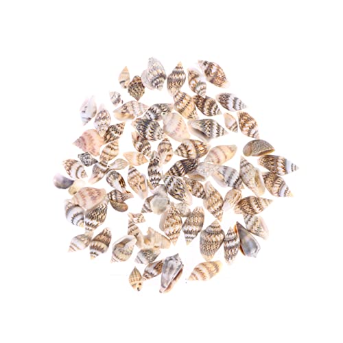 TOPBATHY 500stücke Kleine Conch Haus Dekoration Natürliche Muschel Dekor Handwerk Aquarium Dekoration Muscheln Basteln Strandmuscheln von TOPBATHY