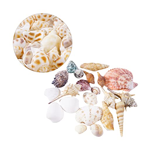 TOPBATHY Dekorative Muscheln für Aquarien Natürliche Meeresmuscheln für DIY Projekte Strand und Fischbecken Dekoration Großes Muschelsäckchen TOPBATHY Dekorative Muscheln für Aquarien Natürliche Meeresmuscheln für DIY Projekte Strand und Fischbecken Dekoration Großes Muschelsäckchen von TOPBATHY