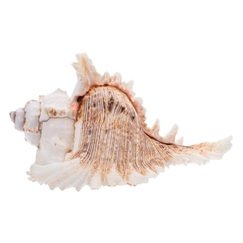 TOPBATHY Natürliche Muschelschale Für Aquarium-dekor Große Landschaftsbau-Requisite Strandparty-Geschenkartikel Pflanzgefäß-Ornament Einzigartig Und Langlebig TOPBATHY Natürliche Muschelschale Für Aquarium-dekor Große Landschaftsbau-Requisite Strandparty-Geschenkartikel Pflanzgefäß-Ornament Einzigartig Und Langlebig von TOPBATHY