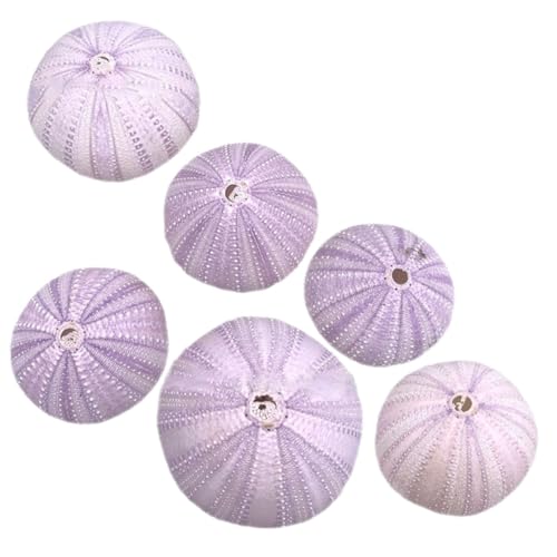 TOPPERFUN 6 Stück Natürliche Seeigel Schalen Pflanzgefäß aus Muschelmaterial Dekorativ für Kleine Aquarien Luftpflanzen Gartendekoration Gereinigt Langlebig Vielseitig für Zuhause und Büro von TOPPERFUN