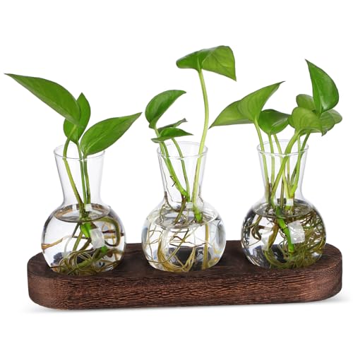 TOYANDONA 1 Satz Hydroponische Vase Vasen Für Mittelstücke Kreative Vase Pflanzenvermehrungshalter Schreibtisch-Terrarium Vermehrungskübel Glas Herzstück Einer Tischvase Hölzern Transparent von TOYANDONA