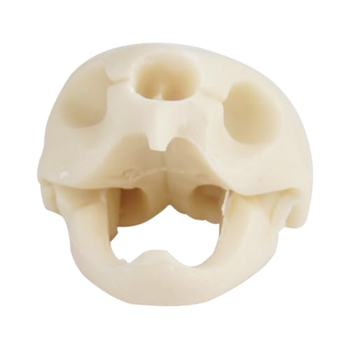 TOYANDONA 1 Stück Schildkröten-schädel-Ornamente Hund Schnuller Aquarium Fischtankdekoration Simulation Schädel Mini-schädel Und Knochen Minischädel Zum Basteln Fisch-Statue Harz Weiß von TOYANDONA