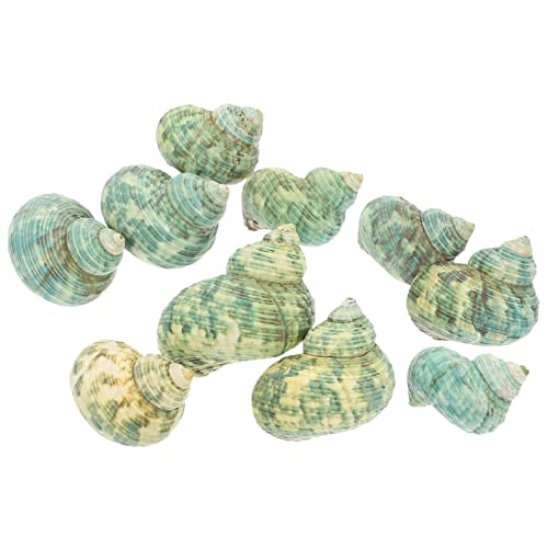 TOYANDONA 10 Stück Teiliges Natürliche Posthornschnecken Muscheln als Häuser Lebendige Aquarium Deko Ungiftige Unterwasser Dekoration für Tropische Aquarien und Sukkulentenbehälter von TOYANDONA