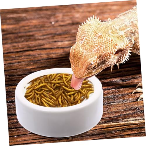 TOYANDONA 2 Stück Keramik Futter Wassernäpfe für Reptilien Große Ausbruchssichere Schalen für Schildkröten Eidechsen und Bartagamen Natürliche Farbe Sicherer Napf für Futter und Trinken TOYANDONA 2 Stück Keramik Futter Wassernäpfe für Reptilien Große Ausbruchssichere Schalen für Schildkröten Eidechsen und Bartagamen Natürliche Farbe Sicherer Napf für Futter und Trinken von TOYANDONA