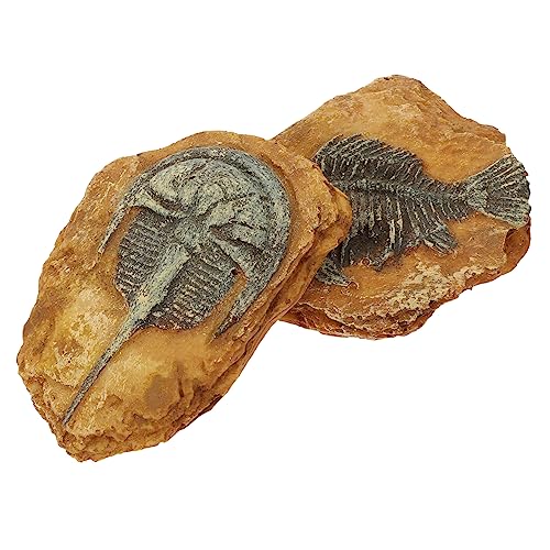 TOYANDONA 2Stücke Kreative Terrarium Dekorationen Simulation Fossil Reptilienbox Für Gecko Für Wasserschildkröten Frösche Und Eidechsen Aus Hochwertigem Harz von TOYANDONA