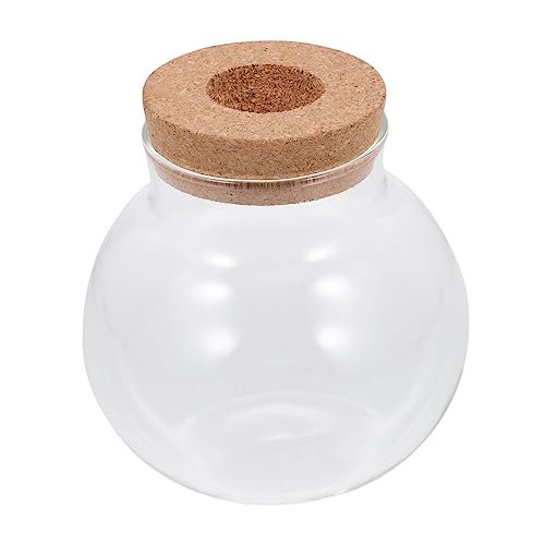 TOYANDONA Pflanzer Flasche für Fische Transparentes Terrarium für DIY Landschaften Dekorative Glasflasche für Blumen Pflanzen und Moos für Zuhause und Büro TOYANDONA Pflanzer Flasche für Fische Transparentes Terrarium für DIY Landschaften Dekorative Glasflasche für Blumen Pflanzen und Moos für Zuhause und Büro von TOYANDONA