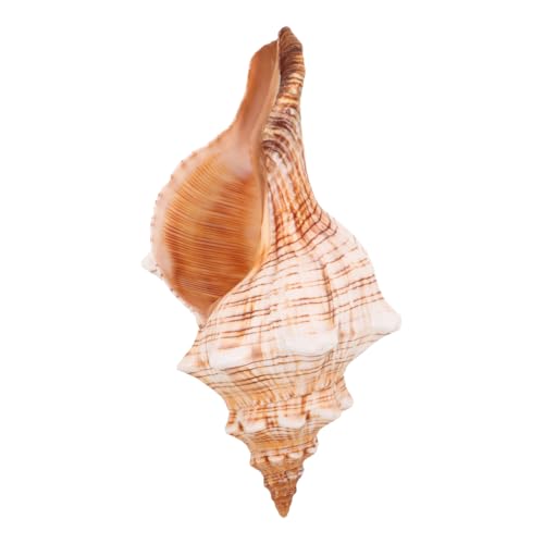 TOYZFRIENDY Natürliche Muschel Dekoration Konische Schnecke Vielseitig Küstendekor Für Bastelprojekte Aquarium Ornamente Und Meeresthema Tischschmuck von TOYZFRIENDY