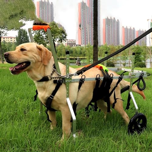 Hunderollstuhl Rollstuhl mit 4 Rädern für Große, Mittelgroße und Kleine Hunde, Hüftunterstützungshilfe für Haustiere mit Beschlägen, Extra Große Gehhilfestütze aus Metall (Size : Size S) von TREGOO