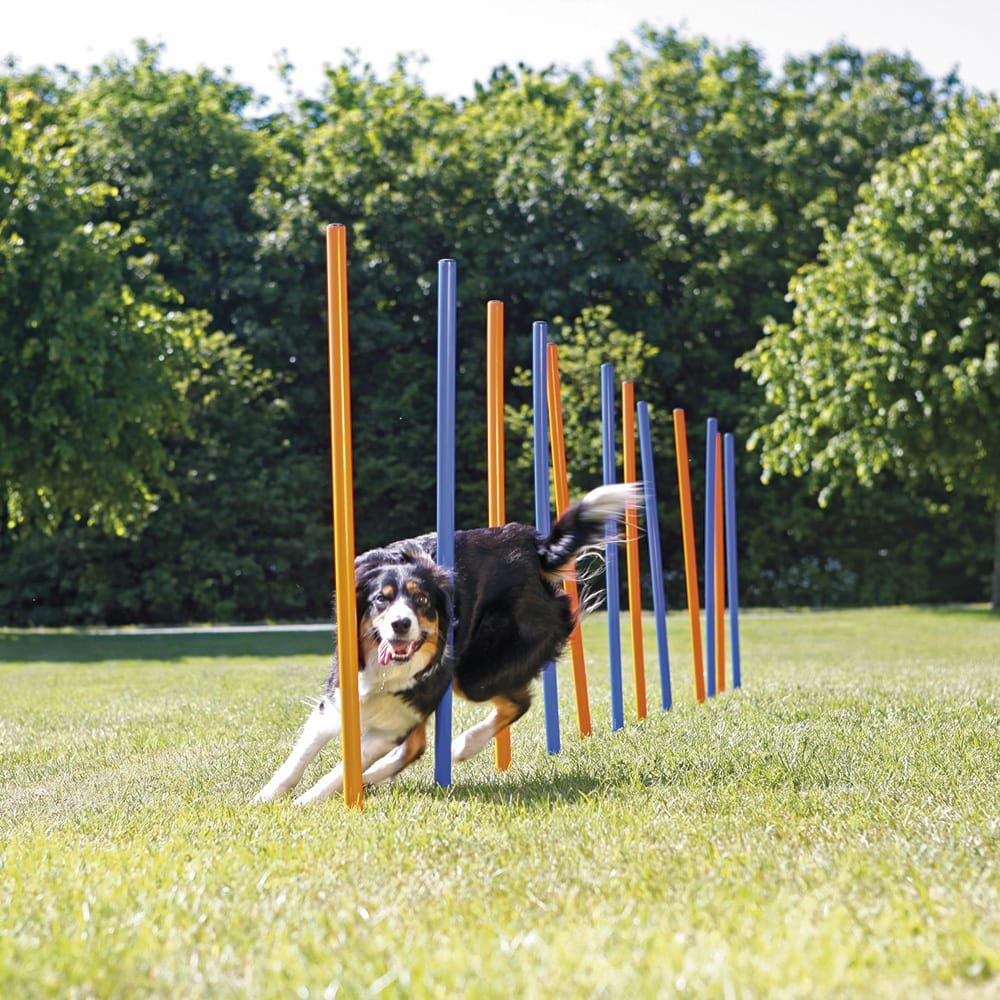 TRIXIE Agility-Slalomstangen Fun Agility blau-orange, Höhe: ca. 115 cm, Durchmesser: ca. 3 cm TRIXIE Agility-Slalomstangen Fun Agility blau-orange, Höhe: ca. 115 cm, Durchmesser: ca. 3 cm von TRIXIE