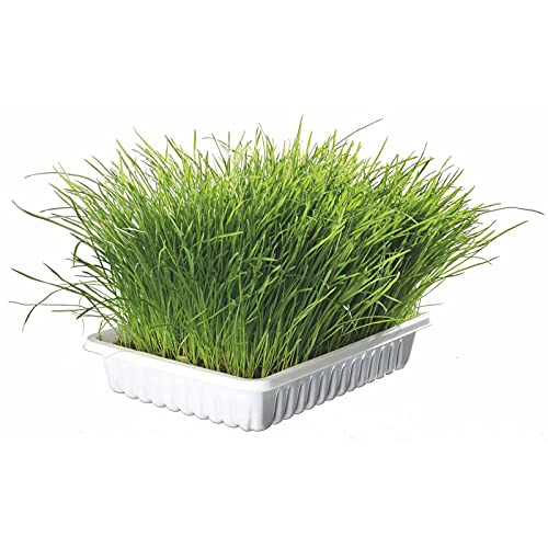 TX-4235 Cat Grass bowl 100Gr TX-4235 Cat Grass bowl 100Gr von TRIXIE