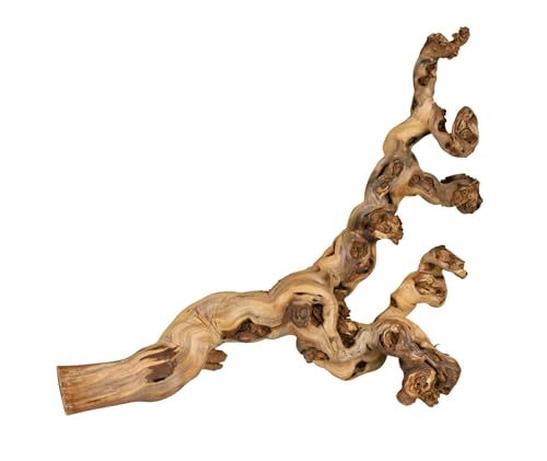 TRIXIE wassergestrahlte Weinrebe - ideal zum Klettern - Reptilien, Vögel, Kaninchen und Kleinnager - zwischen 55 und 75 cm - Naturprodukte können in Größe und Form variieren - 1 Stück - 76171 von TRIXIE
