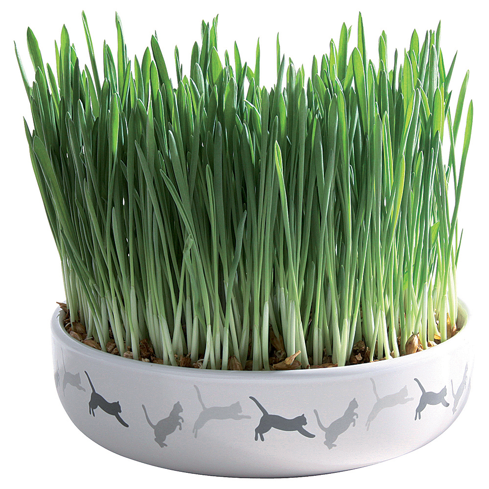 Trixie Keramikschale mit Katzengras - Ø 15 x 4 cm + 50 g Saat Trixie Keramikschale mit Katzengras - Ø 15 x 4 cm + 50 g Saat von TRIXIE