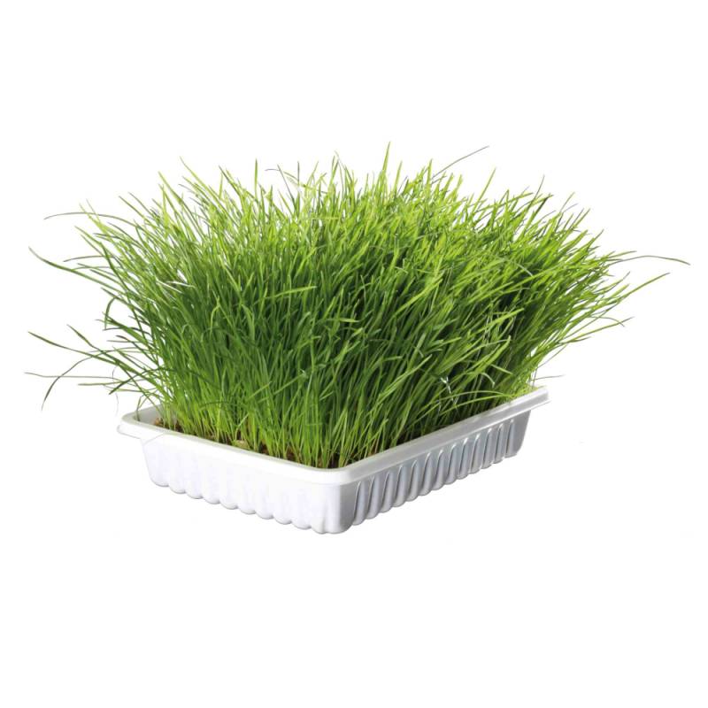 Trixie Softgras Weidelgras-Saat zum Selbstziehen - Weidelgras-Saat 100 g & Saat Nachfüllbeutel 100 g von TRIXIE