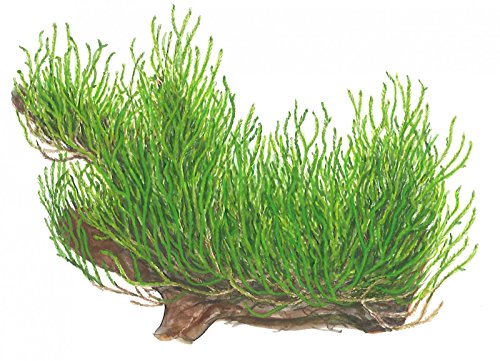 Tropica 1-2-GROW! Flammenmoos/Taxiphyllum spec. Flame Tropica 1-2-GROW! Flammenmoos/Taxiphyllum spec. Flame von TROPICA