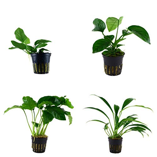 Tropica Anubias Set mit 4 Anubias Topf Pflanzen Aquariumpflanzenset Nr.8 Wasserpflanzen Aquarium Aquariumpflanzen von TROPICA
