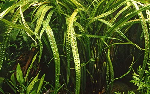 Tropica Aquarium Pflanze Cryptocoryne balansae Grasblättriger Wasserkelch Wasserpflanze Aquariumpflanze Nr.125 von TROPICA