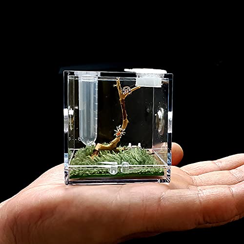 Takezuaa Kleine Insekten atmungsaktive Glasbehälter Transparente Reptilienzucht Box Ökologische Box Florida Springspinnen Aufzuchtbox mit Luftbefeuchter Fütterungsmaul(Transparent，5.2 * 5.2 * 5.2 cm) von Takezuaa
