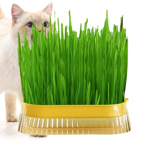 Katzengras-Pflanzgefäß – 210 G, Effiziente Katzengras-Pflanzbox | Kultursprossentablett | Katzenkräuterpflanzer | Langlebige Pflanzschalen Katzengras | Kräuterpflanzgefäß Für Katzen, Hunde Und Andere von Takluu